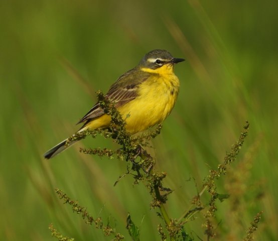 gelekwikstaartmanbrabantsebiesbosch27052020 3
